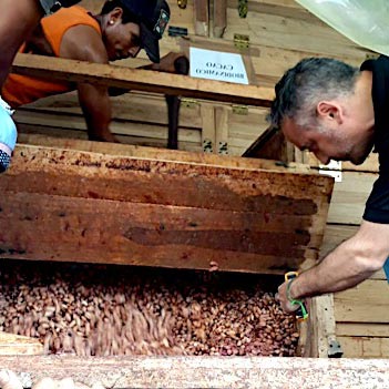 Proceso de fermentación del cacao